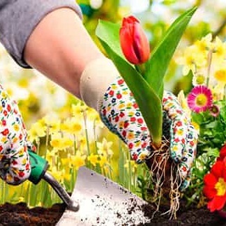 آموزشی نگهداری گل و باغچه