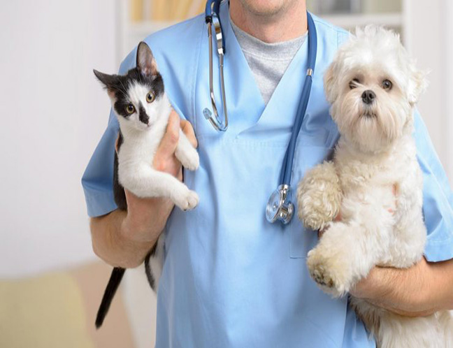 معاینه و درمان حیوان خانگی