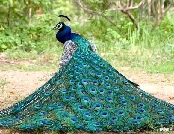 طاووس و قرقاول شیراز